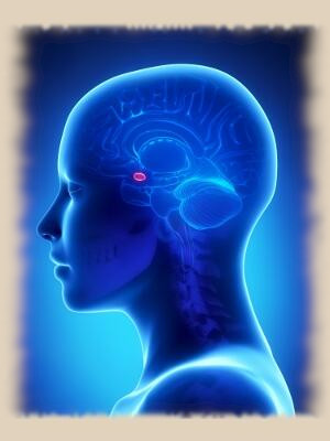 Amygdala